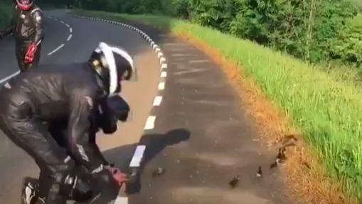 TT fans stop traffic to help ducklings cross Quarry Bends
